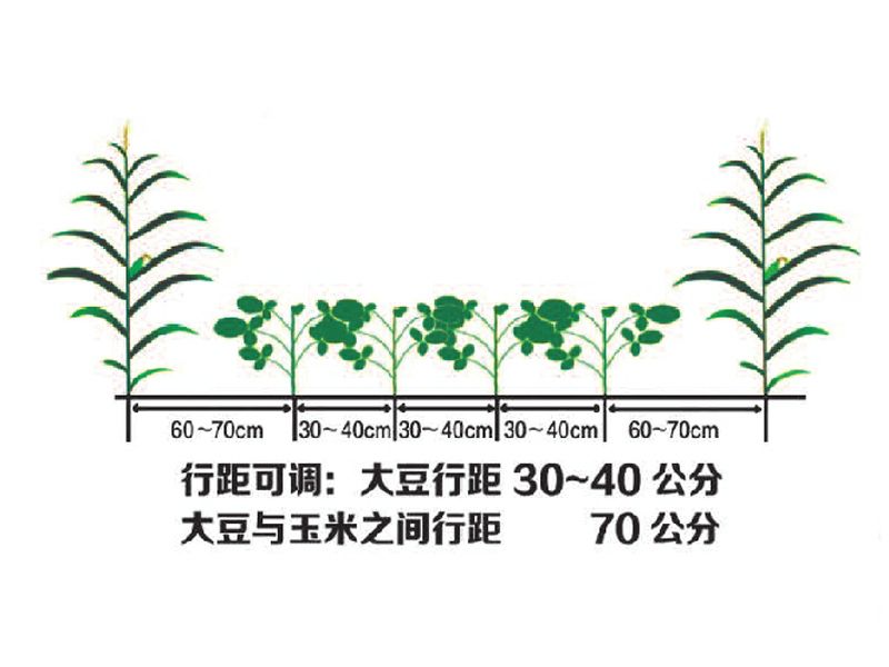 2BDYF-6型大豆玉米带状复合播种机