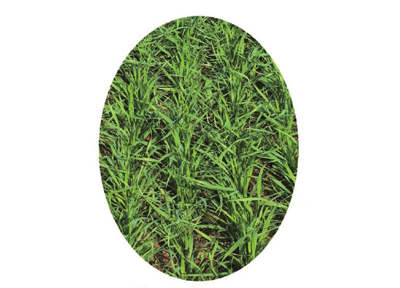 2BQB-24型高性能驱动耙谷物条播机